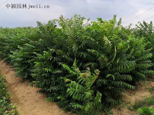 香椿树13.jpg