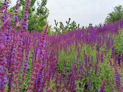 薰衣草六月份可以种植吗？