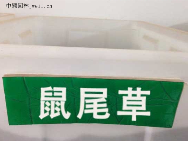 1688379973769361.jpg 鼠尾草.jpg