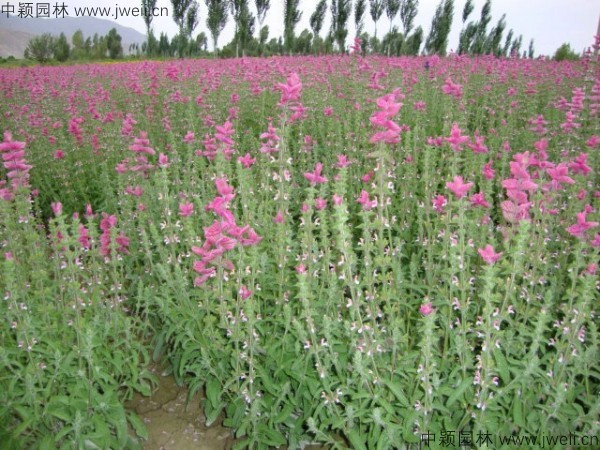 1688380060294951.jpg 鼠尾草21.jpg