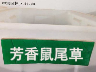 芳香鼠尾草种子