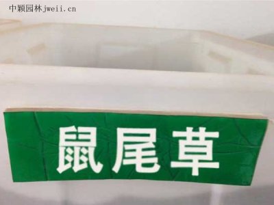 鼠尾草栽培技术