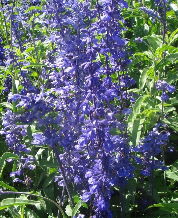1688461572494063.jpg 蓝花鼠尾草2.jpg
