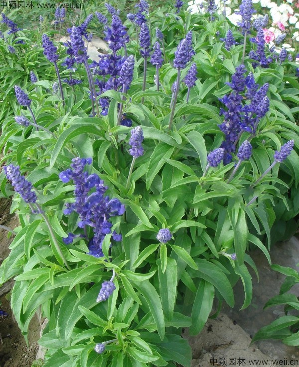 1688461579637192.jpg 蓝花鼠尾草7.jpg