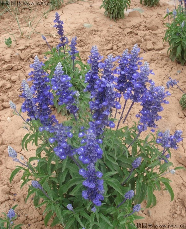 1688461589511326.jpg 蓝花鼠尾草11.jpg