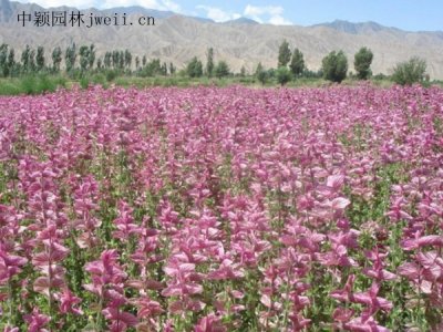 鼠尾草是宿根花卉吗？