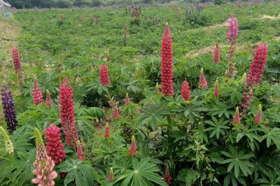 鲁冰花在6月份儿播种还会开花吗？