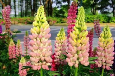 花卉鲁冰花播种后多久能开花？