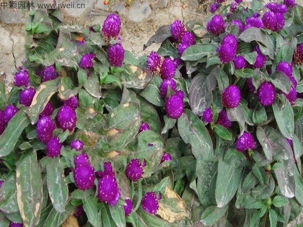 千日紫种子3.jpg