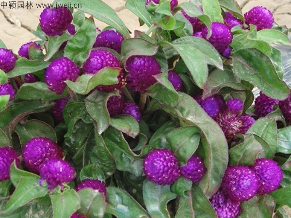 千日紫种子4.jpg