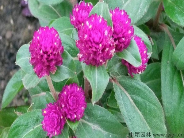 千日紫种子12.jpg