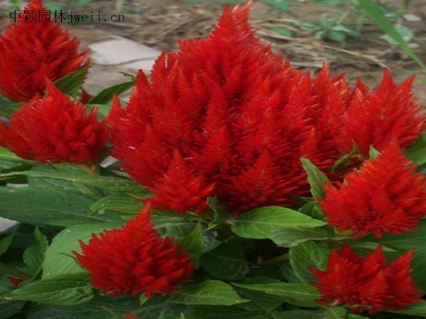 火焰鸡冠花4.jpg