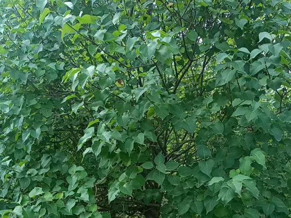 1690532713426216.jpg 丁香树4_副本.jpg