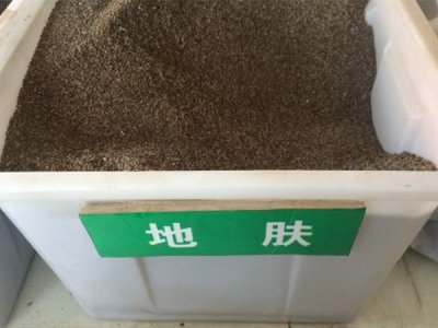 地肤草农历五月份种，还能开花吗？