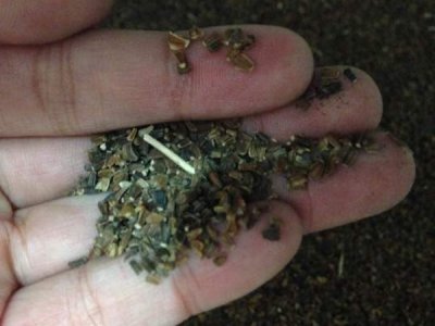 大量批发茼蒿菊种子，价格便宜质量好
