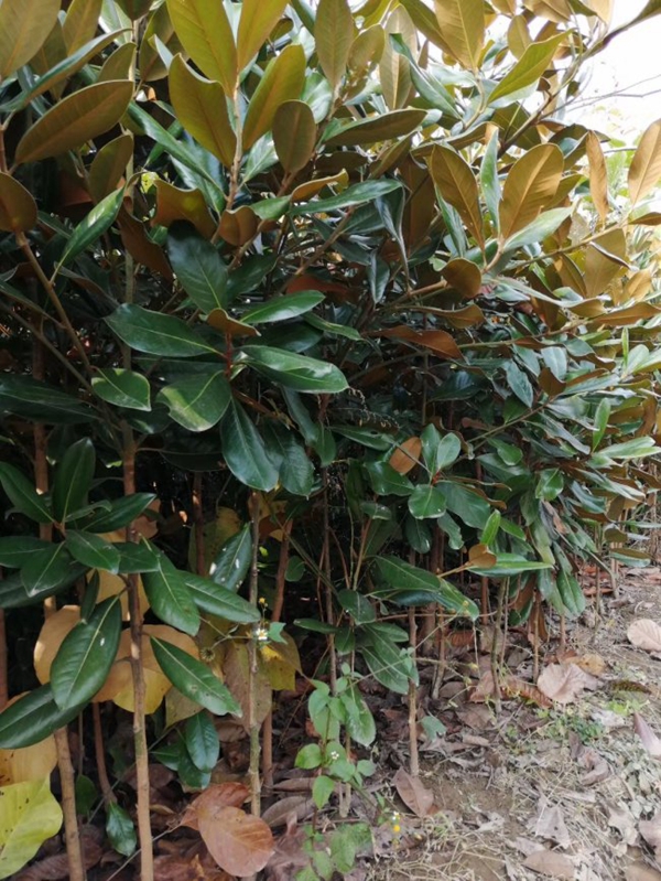 玉兰1.jpg