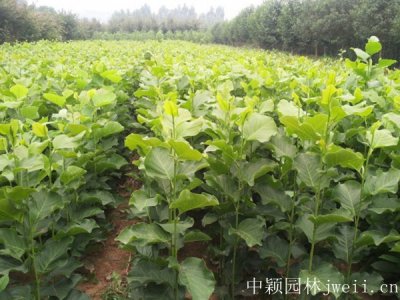 湖南适合种玉兰吗？