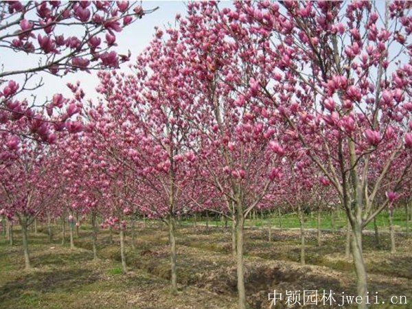 玉兰19.jpg