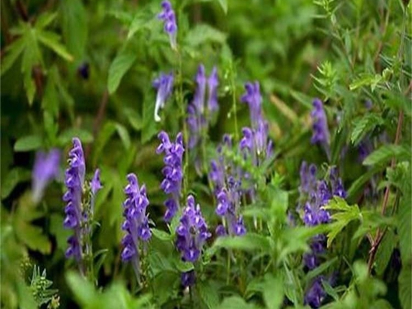 黄芩5.jpg
