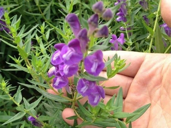黄芩7.jpg