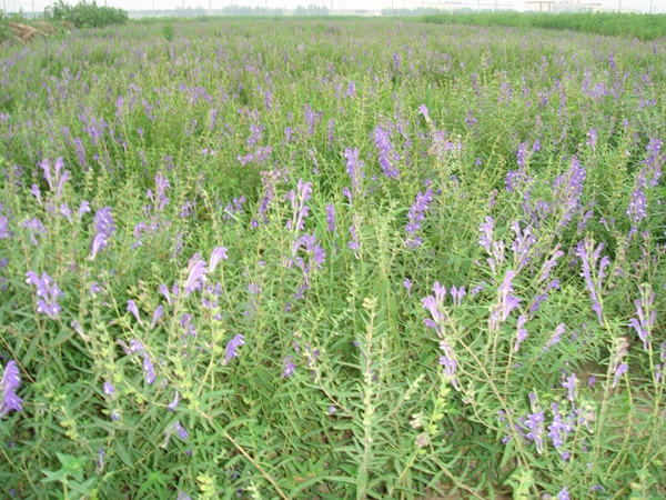 黄芩1.jpg