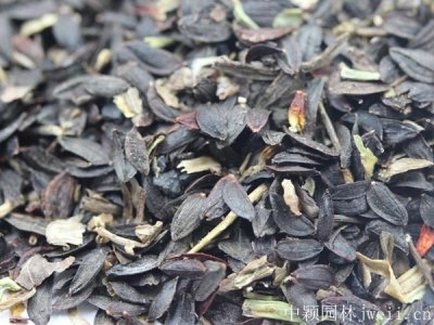 苦荬菜播种前种子要泡水吗？