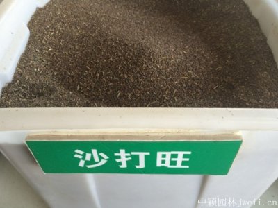 沙打旺草适合南阳种植吗？