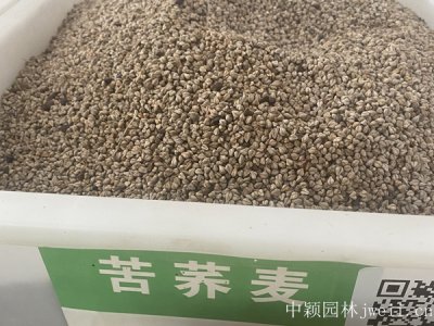 黑龙江省可以种荞麦吗？