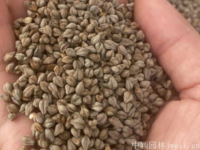 苦荞麦北方能种吗？