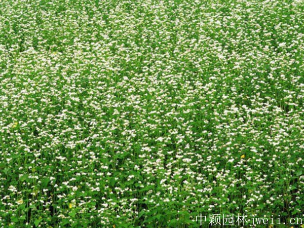 1691920566148126.jpg 苦荞麦种子4_副本.jpg