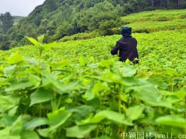 1691920576101486.jpg 苦荞麦4.jpg
