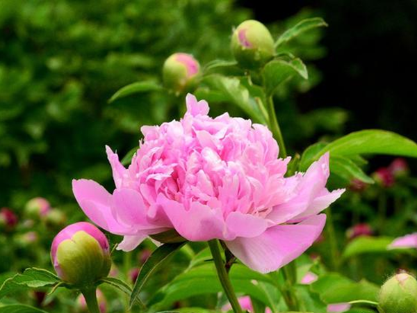 芍药1.png