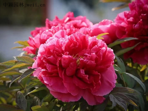 芍药花17.jpg