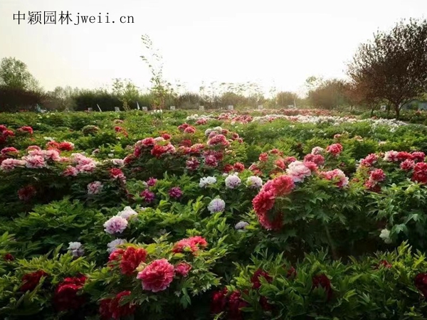 芍药花15.jpg