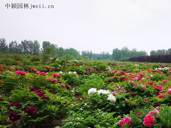 芍药花3_副本.jpg