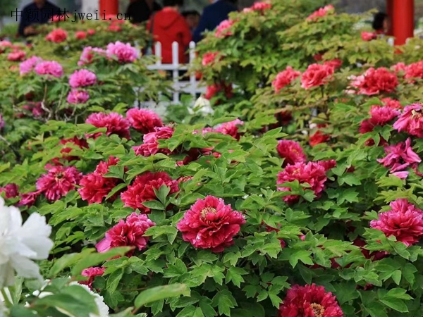 芍药花22.jpg