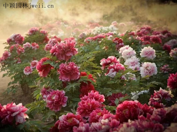 芍药花20.jpg