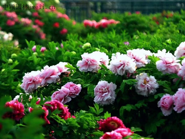 芍药花24.jpg