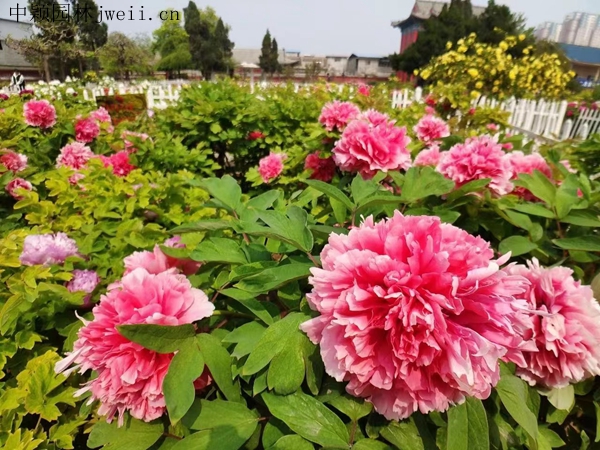 芍药花43.jpg