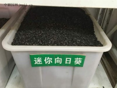 小矮人迷你向日葵结籽吗？