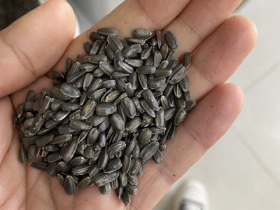 玩具熊向日葵结种子吗？