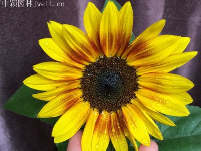 向日葵夏季还可播种吗？