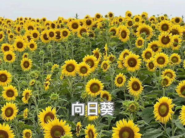 1691998011425899.jpg 野花组合18.jpg
