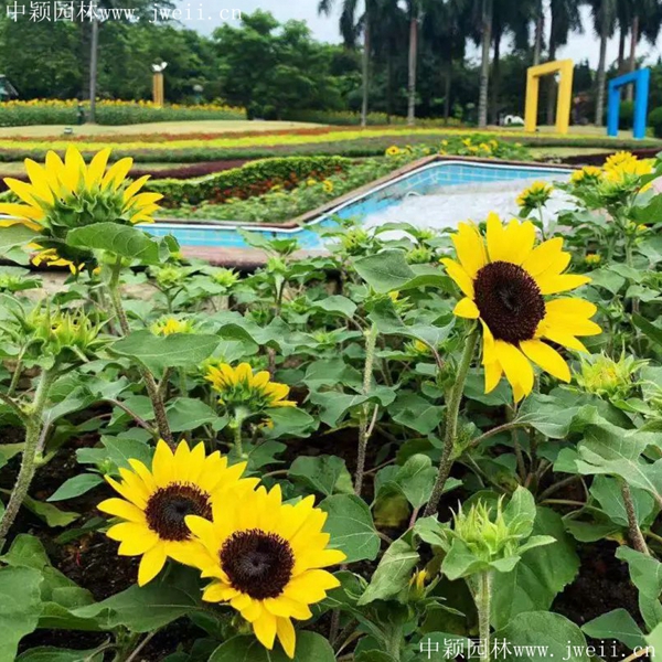 1691999464330384.jpg 1649254155879735.jpg