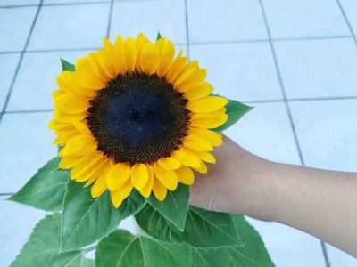 湖北适合种向日葵吗？