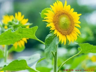 六月份种向日葵晚吗？
