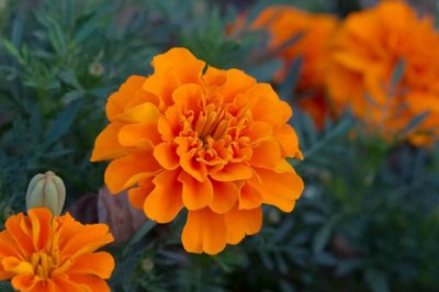 孔雀草第二年还能开花吗？