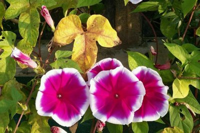 英国宿根牵牛花冬天落叶吗？