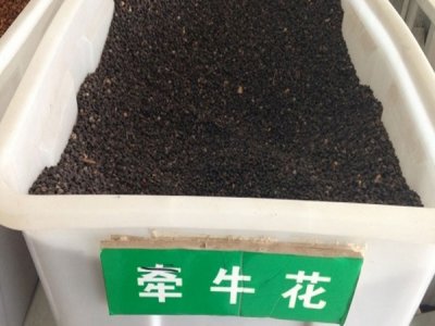 牵牛花六月底能种吗？