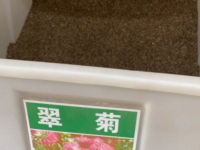 翠菊种子